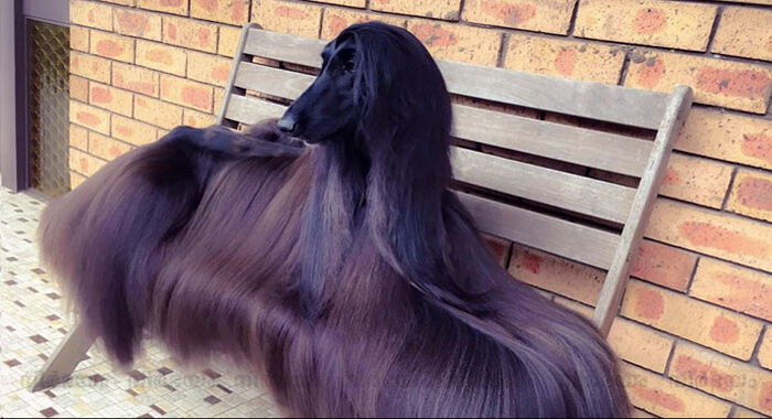 stylish-australian-dog-becomes-internet-sensation