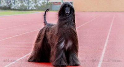 stylish-australian-dog-becomes-internet-sensation