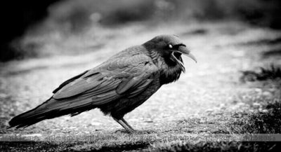 crow
