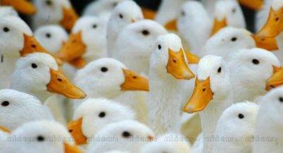 duck