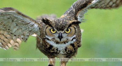 owl