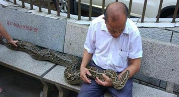 chinese-couple-raise-3-7-meter-long-python-as-their-child