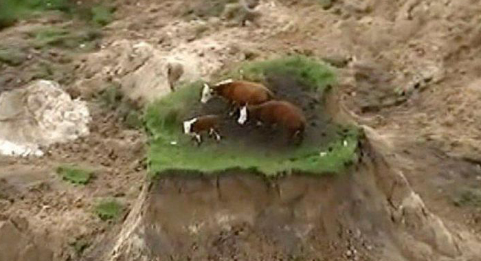 cows-stranded-on-patch-of-grass-after-earthquake