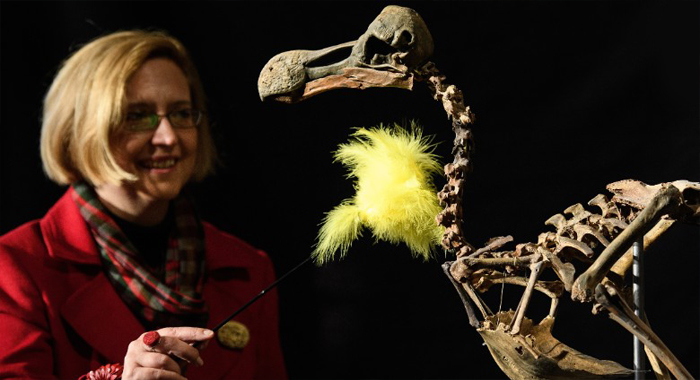 dodo-skeleton-icon-of-extinction-sold-for-431000