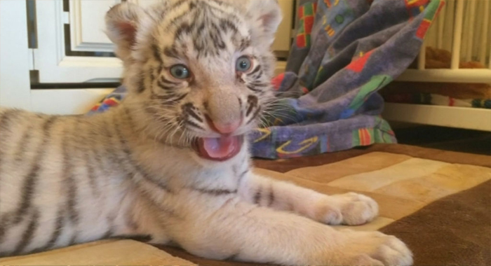 dog-adopts-baby-tiger-cubs