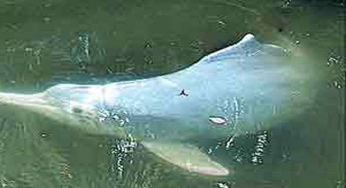 dolphin-in-kanal