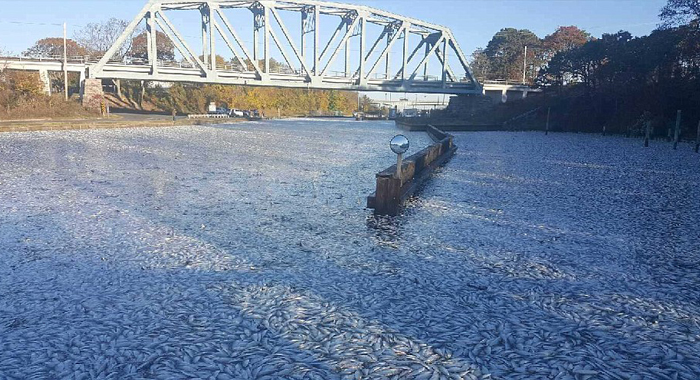 eerie-drone-footage-shows-thousands-of-dead-fish-in-hamptons-bay