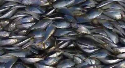 eerie-drone-footage-shows-thousands-of-dead-fish-in-hamptons-bay