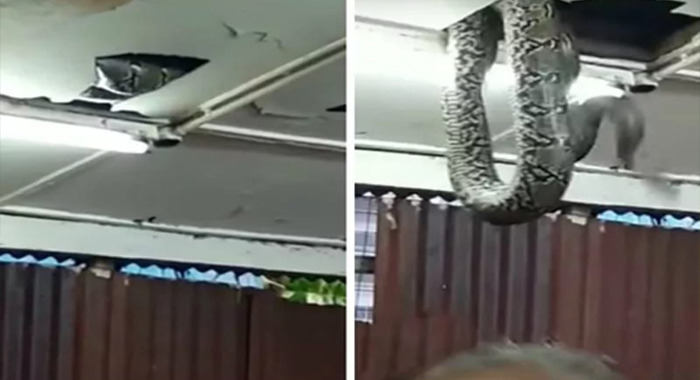 giant-snake-drops-from-ceiling-tiles-in-packed-restaurant