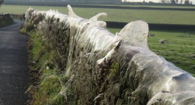 horror-as-spiders-invade-farm-and-wrap-everything-in-webs-full-of-spiderlings