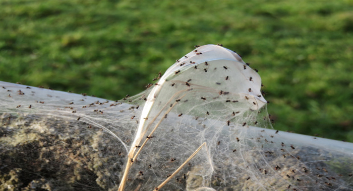 horror-as-spiders-invade-farm-and-wrap-everything-in-webs-full-of-spiderlings