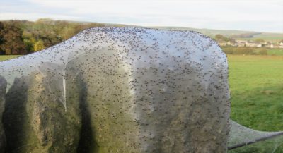horror-as-spiders-invade-farm-and-wrap-everything-in-webs-full-of-spiderlings2