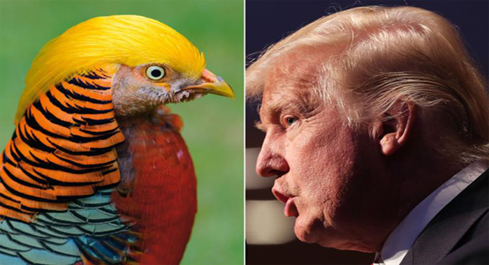 meet-trump-bird-the-latest-internet-sensation-from-china