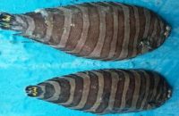 miracle-fish-in-parappanangadi