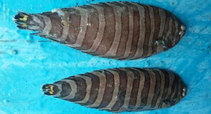 miracle-fish-in-parappanangadi