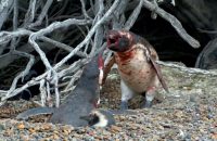 nat-geo-channel-animal-fight-night-homewrecking-penguin