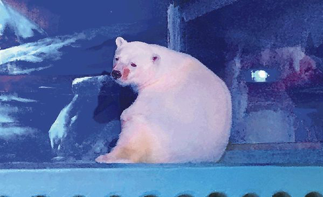 new-chinese-home-for-worlds-saddest-polar-bear