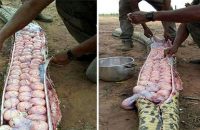 nigerian-villagers-kill-gigantic-snake-only-to-discover-it-was-filled-with-scores-of-eggs