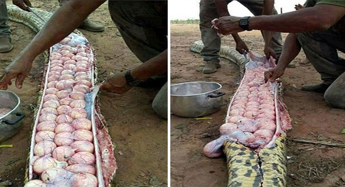 nigerian-villagers-kill-gigantic-snake-only-to-discover-it-was-filled-with-scores-of-eggs