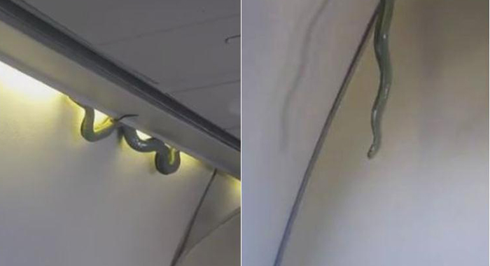 passengers-find-snake-on-a-plane-to-mexico-city