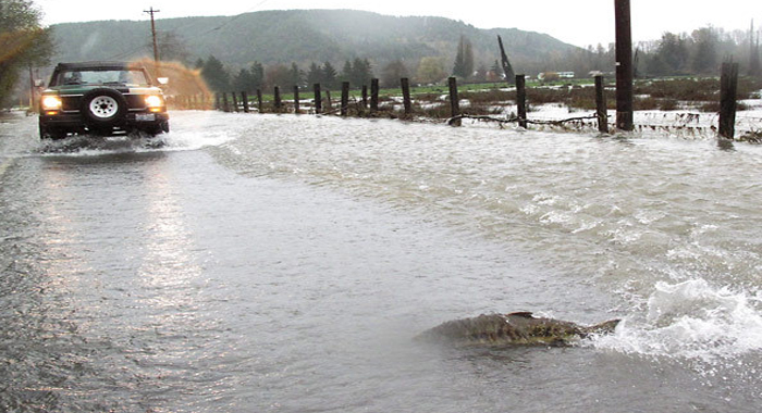 salmon-fish-cross-the-skokomish-river