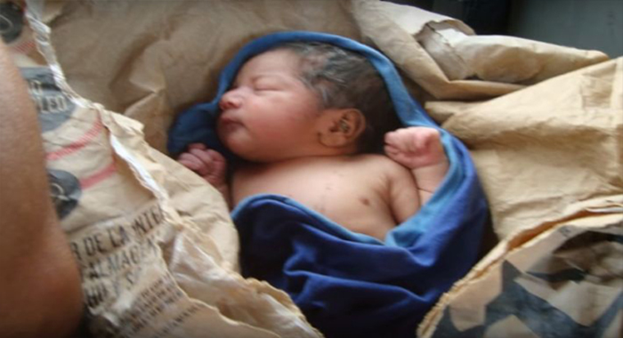 stray-dogs-save-abandoned-newborn-girl