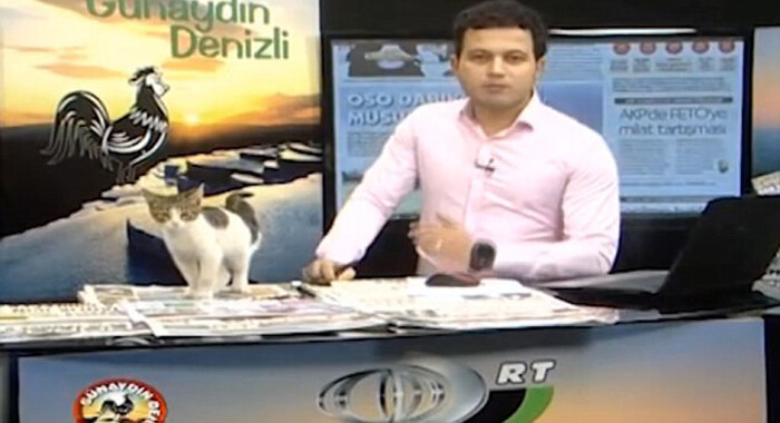 stray-kitten-interrupts-live-news-broadcast-in-turkey