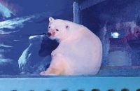 new-chinese-home-for-worlds-saddest-polar-bear