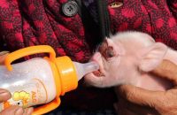 bizarre-piglet-with-the-face-of-a-monkey-born-in-china