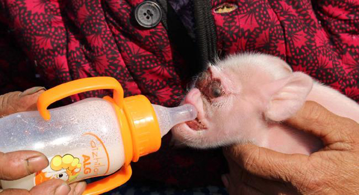 bizarre-piglet-with-the-face-of-a-monkey-born-in-china