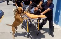 dog-accompanies-injured-man-to-hospital