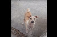 mama-dog-begs-brings-food-back-to-pups