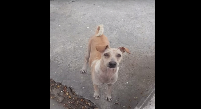 mama-dog-begs-brings-food-back-to-pups