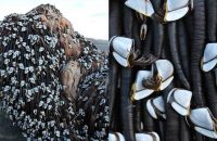 mystery-surrounds-huge-barnacle-covered-alien-that-washed-up-on-a-new-zealand-beach
