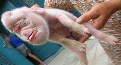 pig