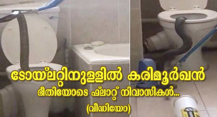 snake-found-in-toilet-in-lynnwood-glen