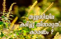 why-should-i-avoid-chewing-tulsi-leaves