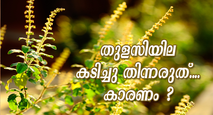 why-should-i-avoid-chewing-tulsi-leaves