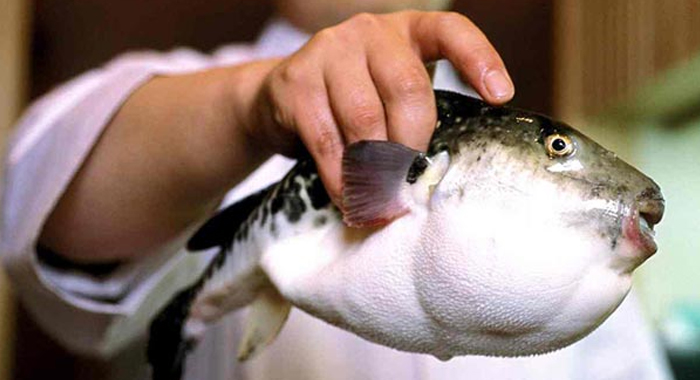 fugu-the-fish-more-poisonous-than-cyanide