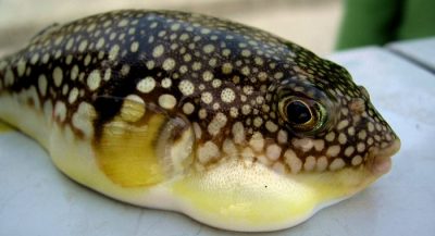 fugu-the-fish-more-poisonous-than-cyanide1
