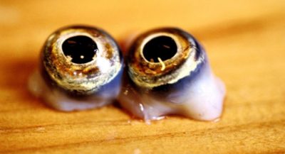 fugu-the-fish-more-poisonous-than-cyanide2