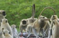 heartbroken-monkeys-grieve-for-stuffed-robot-camera-after-it-drops-and-breaks