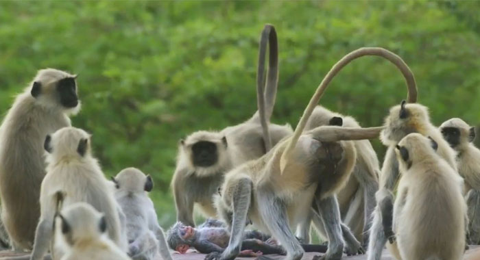 heartbroken-monkeys-grieve-for-stuffed-robot-camera-after-it-drops-and-breaks