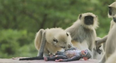 heartbroken-monkeys-grieve-for-stuffed-robot-camera-after-it-drops-and-breaks1