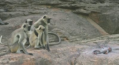 heartbroken-monkeys-grieve-for-stuffed-robot-camera-after-it-drops-and-breaks2