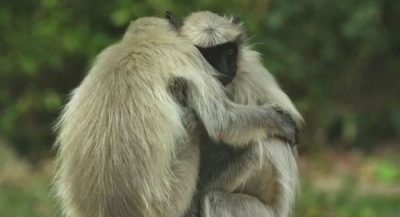 heartbroken-monkeys-grieve-for-stuffed-robot-camera-after-it-drops-and-breaks3