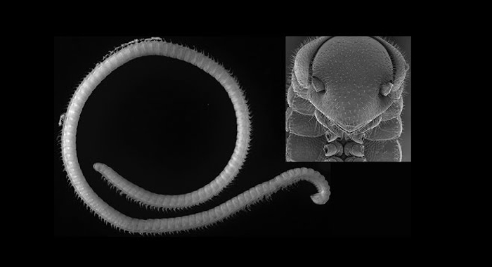 414-legged-millipede-species-discovered-in-california