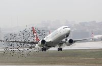 nearly-70000-birds-killed-in-new-york-in-attempt-to-clear-safer-path-for-planes