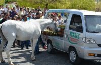 this-horse-saying-goodbye-to-best-friend-at-his-funeral-will-break-your-heart