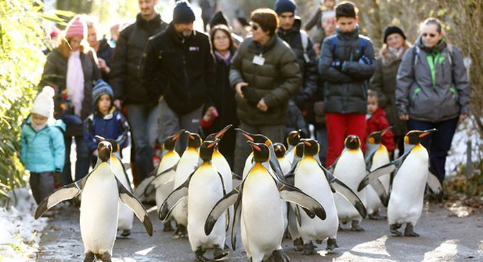 want-stay-safe-icy-pavements-easy-germans-told-just-walk-like-penguin-doctors-advice-germany